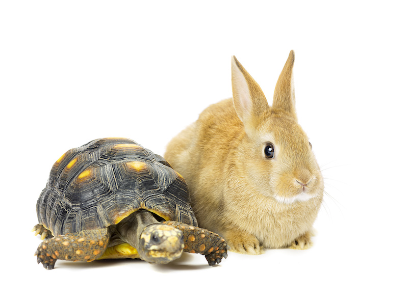 Rabbit and turtle